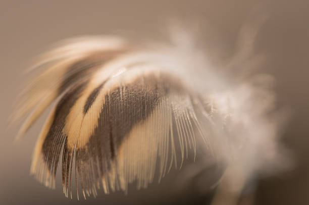 istock Wild bird feather in the wind for background 2188501579