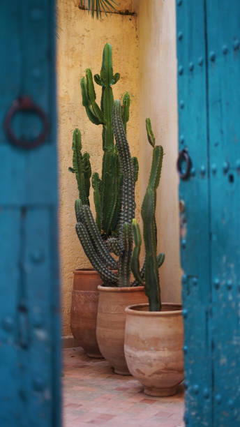 istock Cactus plant behind the open blue door in Fez, Morocco 2188501809