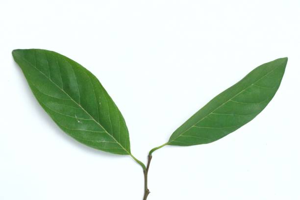 istock srikaya leaves isolated on white 2188502067