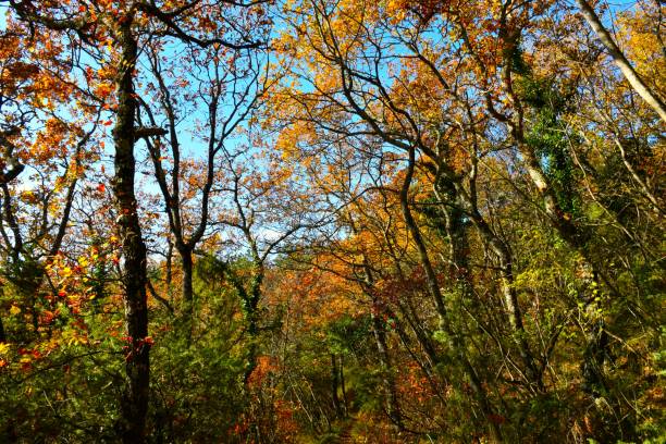 istock Colorful green orange and golden colored autumn broadleaf, deciduous forest 2188502301