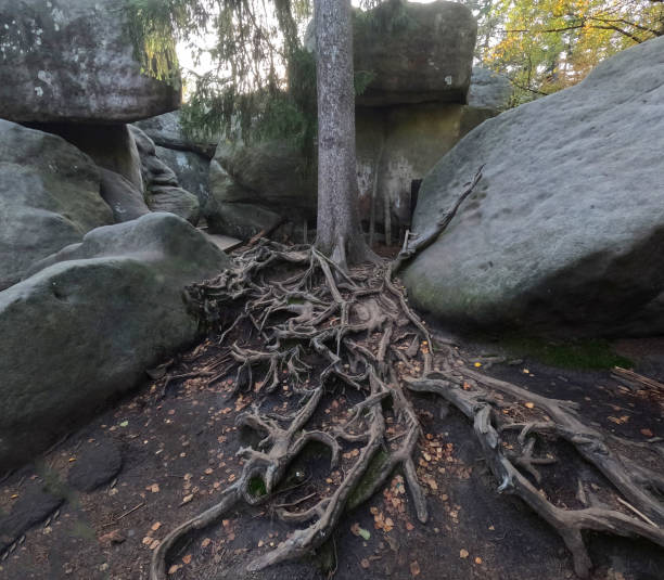 istock Tree with roots growing among megaliths. Table Mountains, Poland. Megaliths 2188503167