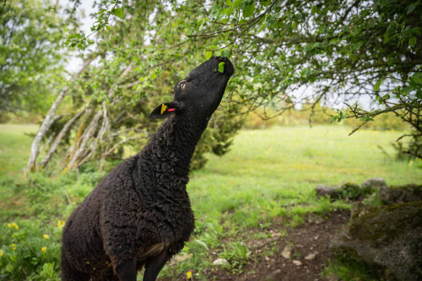 Sheep in zoo