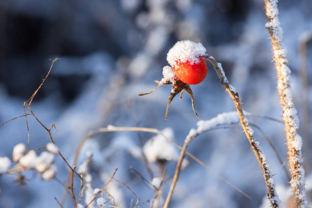 Branch with red rose hips