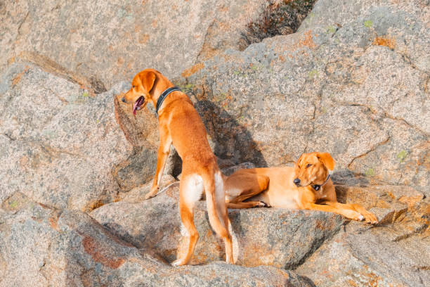 istock Two Energetic Brown Dogs Playfully Explore Rocky Terrain Outdoors on a Sunny Day, Demonstrating Natural Curiosity and Adventure in Their Lively Behavior Amid Rugged Boulder Landscape 2188509535