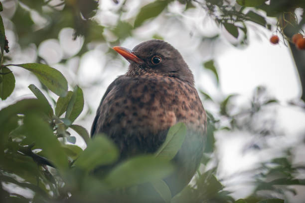 Portrait of a female blackbird (Turdus merula) perched on a branch in London