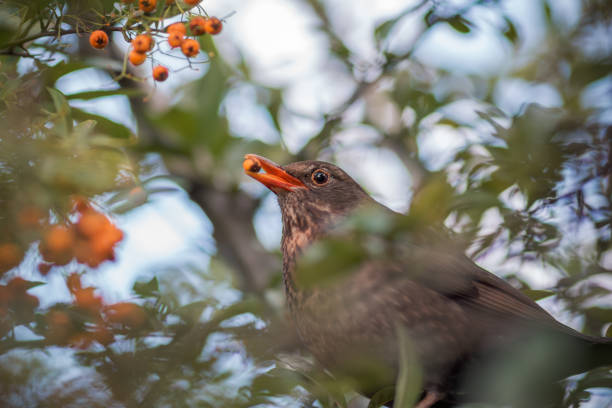 Portrait of a female blackbird (Turdus merula) eating Pyracantha yellow berries in London