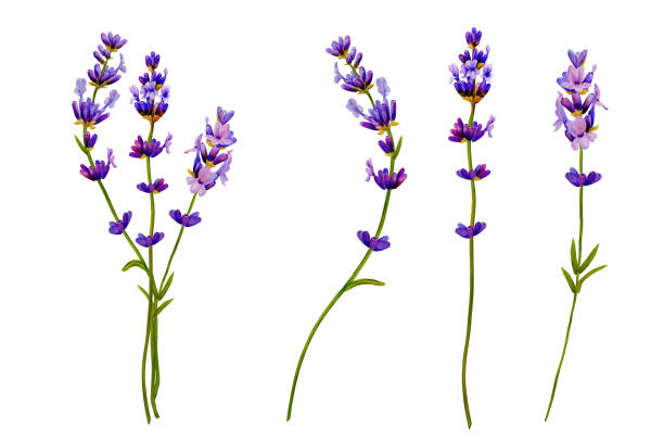 istock lavender flower, three branches blooming purple color. Hand drawn with watercolor. for aroma perfume 2188511626