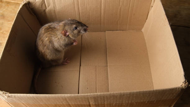 istock Gray rat in a cardboard box. 2188511677