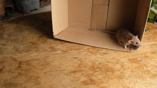 istock Gray rat in a cardboard box. 2188511689