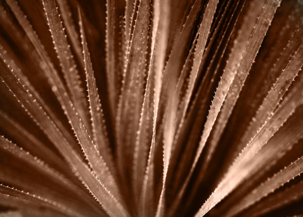 mocha brown Selective focus image of Aloe Vera natural texxtured background. Color concept dark springs green.