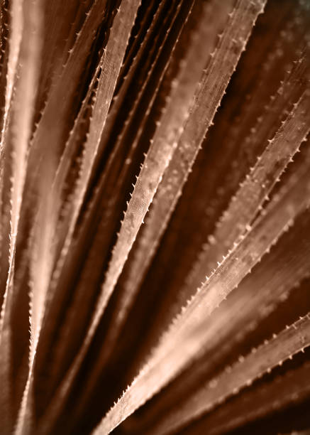 mocha brown color swatch year color Selective focus image of Aloe Vera natural texxtured background. Color concept dark springs green.