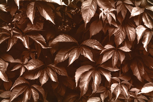 Leaves on the tree. Black and white. Close shoot. Krakow in Poland. No people
