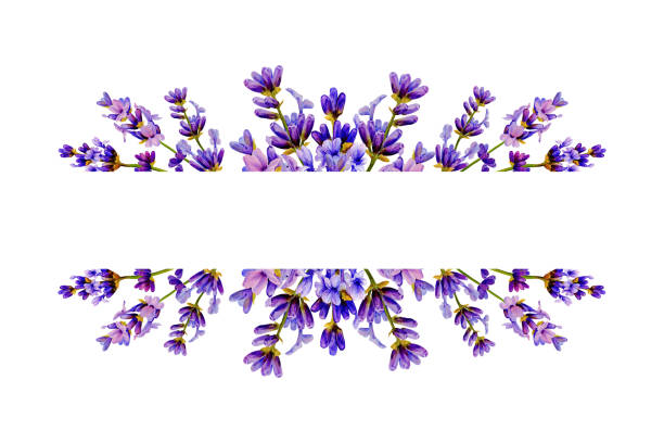 istock lavender flower frame, hand painted watercolor, seamless, for provence style, wedding invitations, cosmetics packaging 2188512285