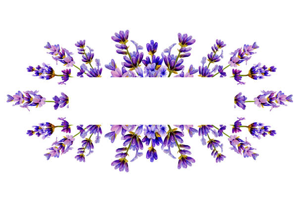 istock lavender flower frame, hand painted watercolor, seamless, for provence style, wedding invitations, cosmetics packaging 2188512405