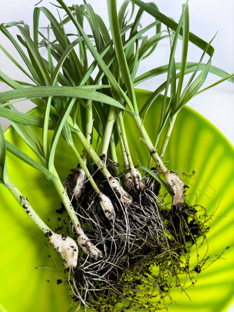 istock Young green garlic leaves after harvesting. 2188513412