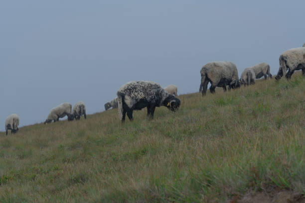 Flock of sheep grazing on the plain. Taken via drone. Konya, Türkiye.
