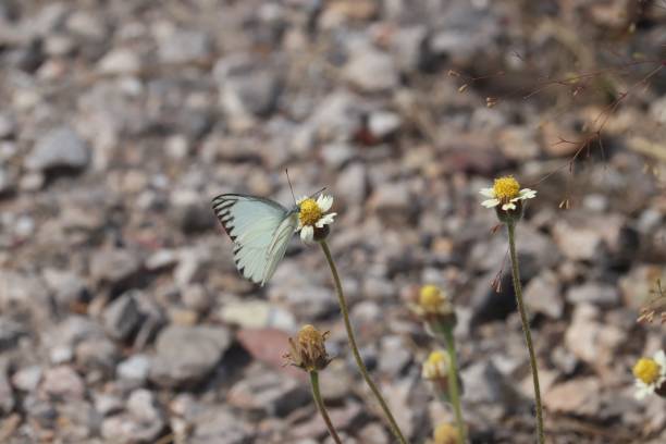 istock Close-up of butterfly pollinating on flower 2188514914