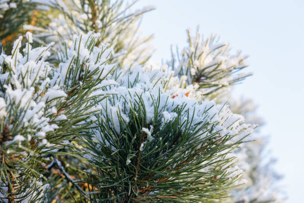 istock Pine tree branch with long green needles covered with snow 2188515004