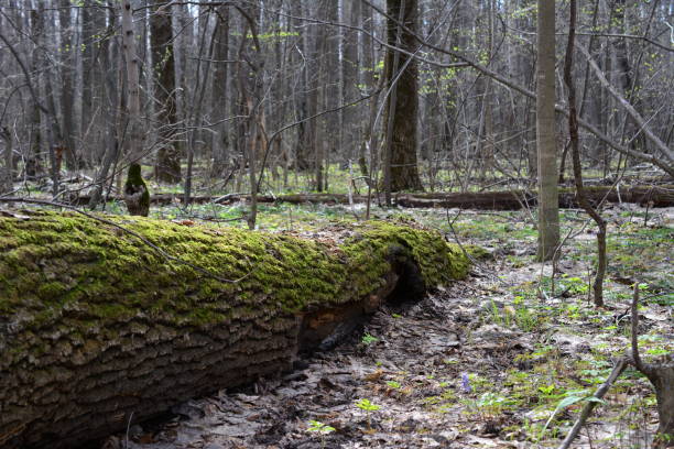 istock a fallen tree has been covered with moss and lying in the woods 2188517018