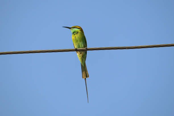 istock clear blue sky in gir forest and Vibrant Asian Green Bee-eater Perched on Electric Cable on monsoon. Chestnut-headed bee-eater bird catches on cable for relax and catching gir forest insects 2188520399