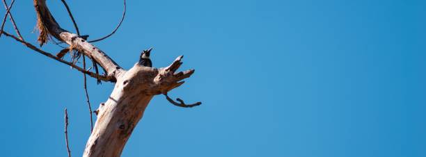 istock Woodpecker on a branch with blue sky. 2188520826