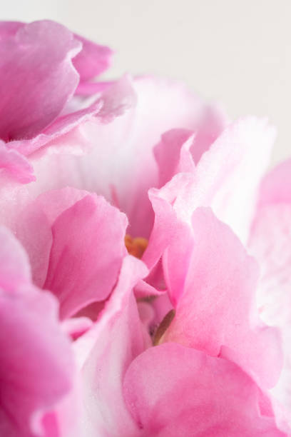 Pink violet flowers close up nature background, floral abstract. Abstract nature delicate flowery wallpaper, pastel pink-white blooming flower