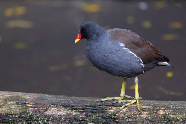 istock An adult moorhen on a branch 2188526191