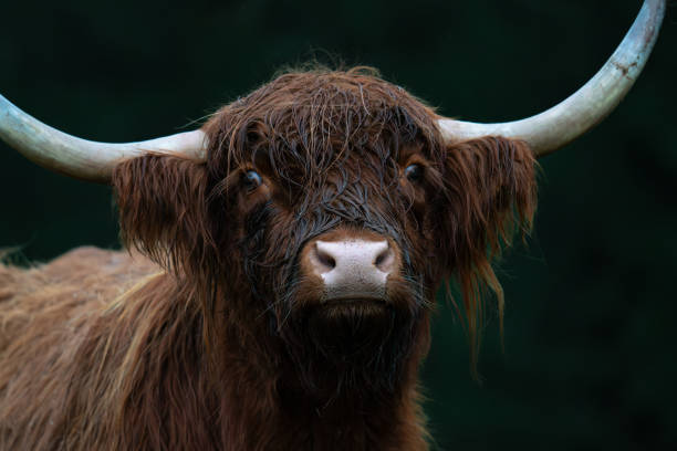 istock Schottisches Hochlandrind 2188526476