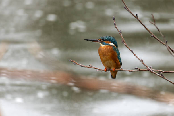 istock Beautiful common kingfisher (Alcedo atthis) 2188527557