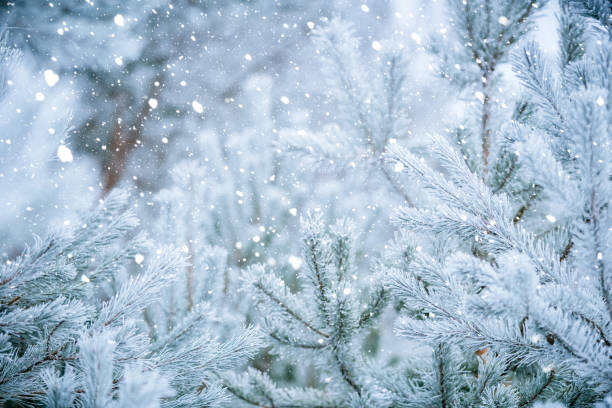 istock Frost-Covered Pine Needles with Falling Snowflakes in a Softly Blurred Winter Forest. 2188530692