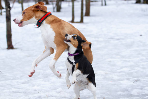 Two dogs joyfully playing through the snow.