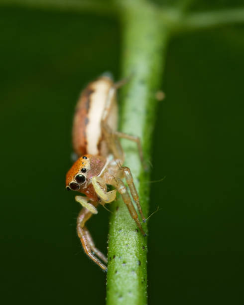 istock Iridescent jumping spider on passion fruit stem eating an aphid 2188531464