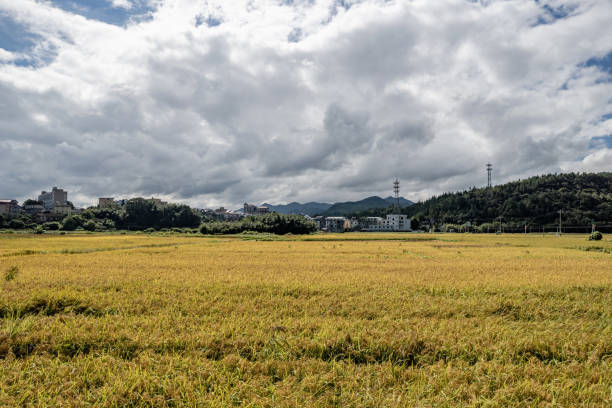 istock Mature golden rice fields and green plantations with bountiful harvests 2188532362