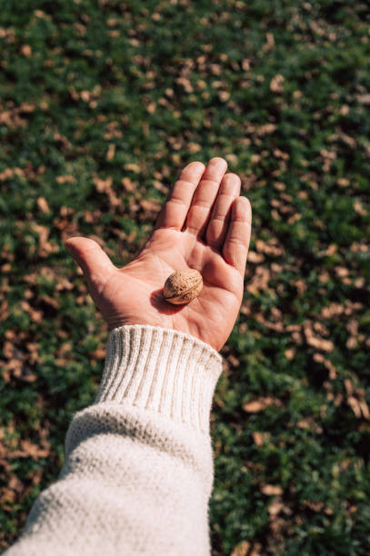 Farmer holding a single walnut in open hand over grass