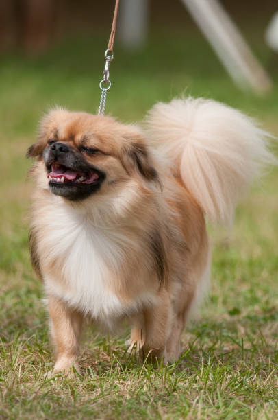 istock Tibetan Spaniel walking with head up and mouth open 2188533688