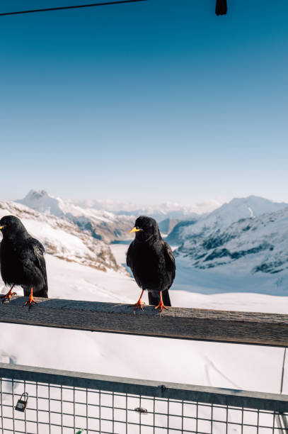 istock Alpine choughs perched on railing overlooking snowy mountain valley 2188533837