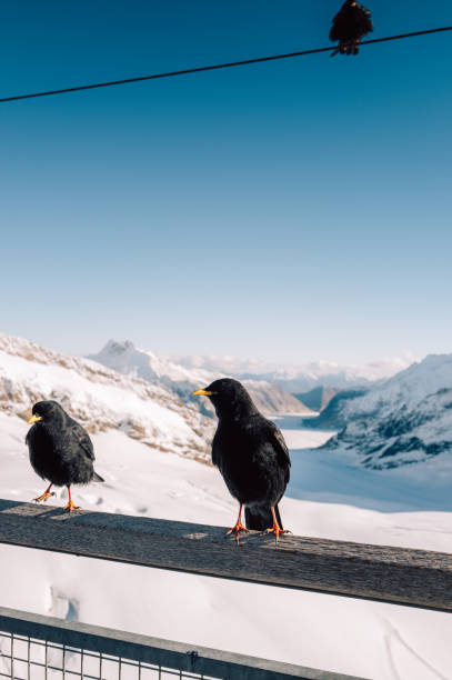 istock Alpine choughs perched on railing overlooking snowy mountain vista 2188533897