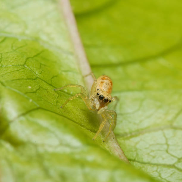 istock Macro photography of Iridescent jumping spider on passion fruit leaf 2188536190