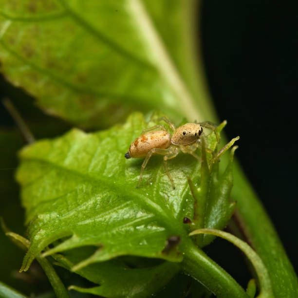istock Macro photography of Iridescent jumping spider on passion fruit leaf 2188536742