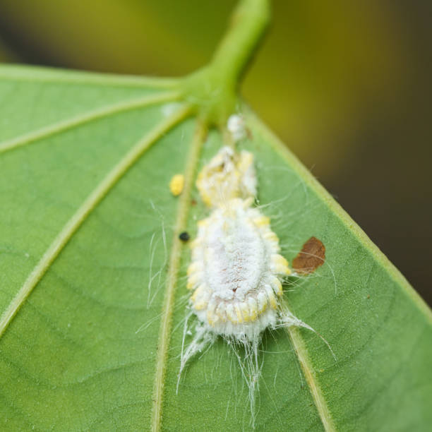 istock macro photography of Seychelles scale (Icerya seychellarum) 2188537883