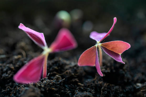 Purple shamrock seedlings in a pot, closeup macro. High quality photo.