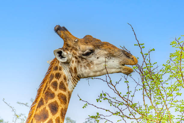 Giraffe in Kruger National Park, South Africa