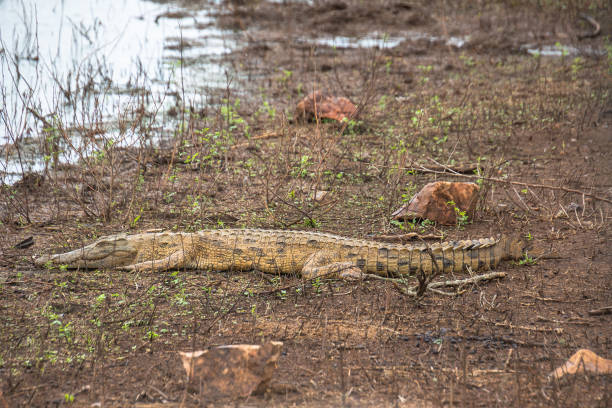 istock crocodile in Kruger National Park, South Africa 2188540414