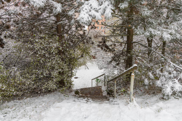 Winter scene depicting a snow-covered forest and trees in deep December. There is no one around in this peaceful seasonal image, and a stone staircase rises up the hill and recedes into the distance. Room for copy space.