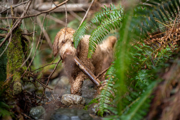 istock handsome Doodle Dog runs off leash through the forest with leafy ferns 2188542690