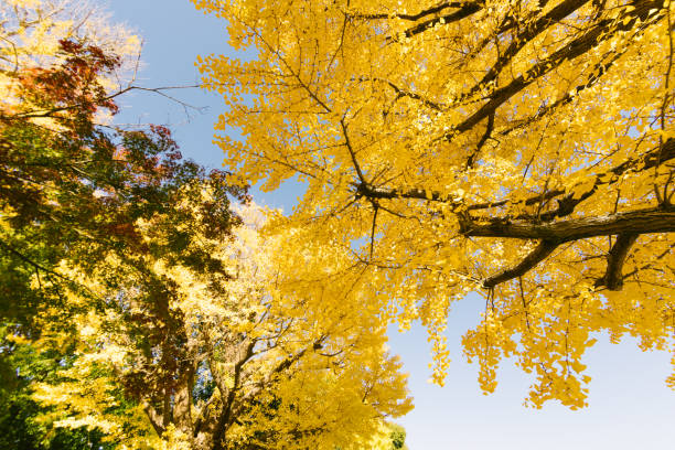 istock Yellow Ginkgo Trees in Japan 2188543132