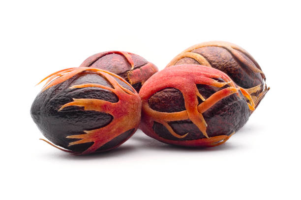 Nutmeg (Myristica fragrans), Myristicaceae. Spice, fresh nut with mace. On white background.