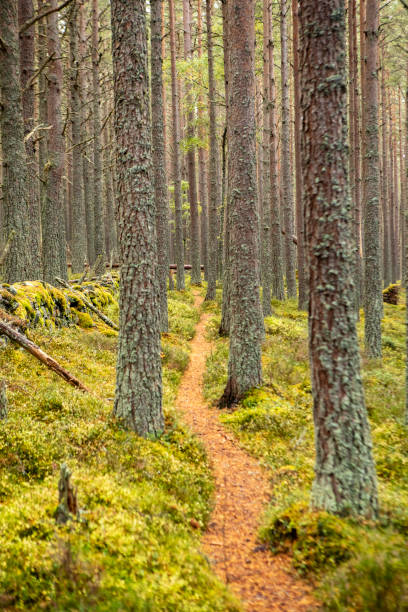 istock Footpath through woodland in autumn 2188547566