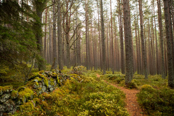istock Footpath through woodland in autumn 2188547582