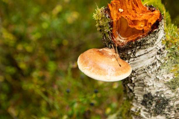 Forest near Ballater in the Scottish Highlands